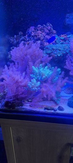 Kenya tree corals