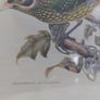 Antique lithograph prints hand painted by John Gould beautifully framed Image 7
