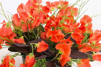 (S) Sweet Pea Old Spice Henry Eckford seeds 1g (414833)