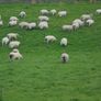 Hoggets Image 3