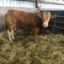 Bulls Image 4
