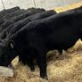25 Top Quality Angus Bulls Image 3