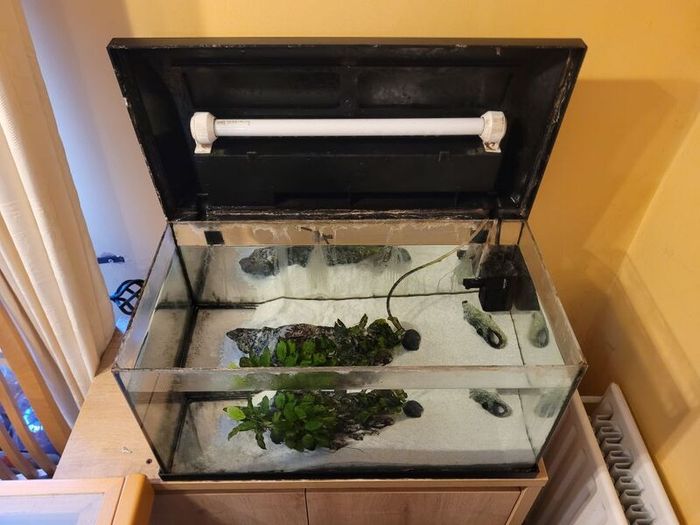 Aquarium with pump and plants