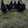 bantams Image 2