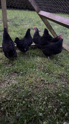 bantams