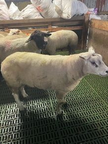 Hogget ewes and Rams
