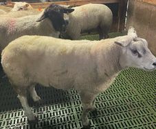 Hogget ewes and Rams