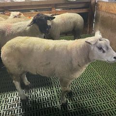 Hogget ewes and Rams