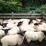 Suffolk/Mule Ewe Lambs Image 3
