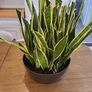 Sansevieria Laurentii planter Image 3