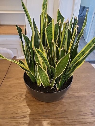 Sansevieria Laurentii planter