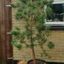 scotts pine trees Image 4
