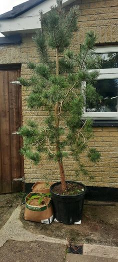 scotts pine trees