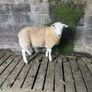 Selection of hogget rams Image 10