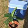 Banana Palm Image 4
