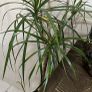 Stylish House Plants and planters Image 4