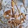 8-light 78cm crystal brass metal pendant light Image 2