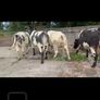 4 Belgian Blue in calf Heifers Image 4