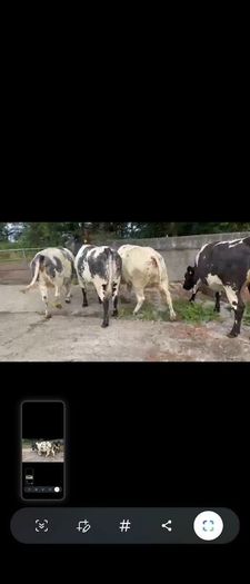 4 Belgian Blue in calf Heifers