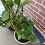 Hydrangea in terracota pot Image 3