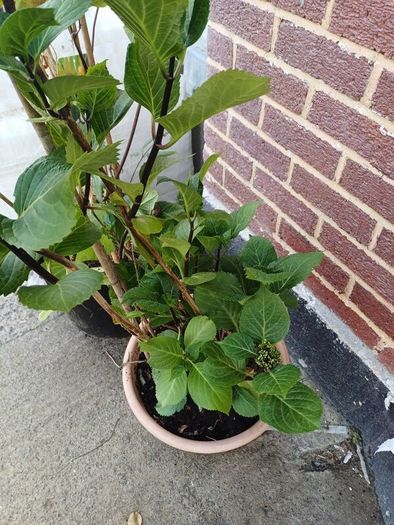 Hydrangea in terracota pot