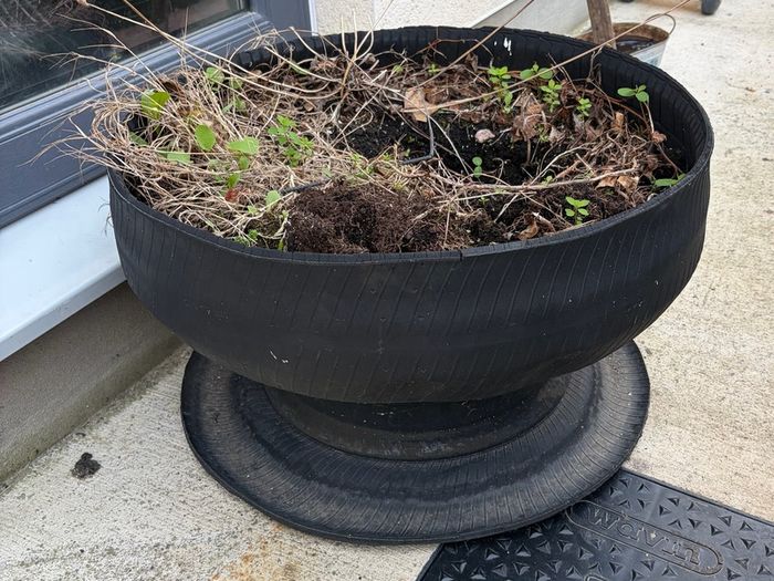 plants