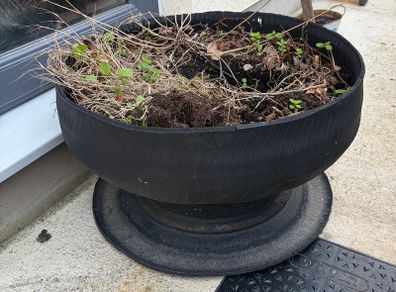 plants
