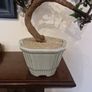 Bonsai Image 2