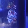Fish Image 4