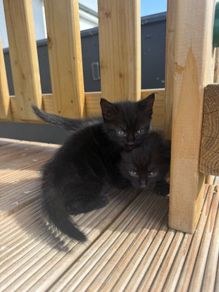 kittens