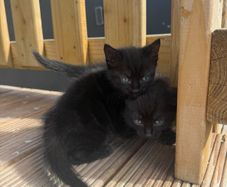 kittens
