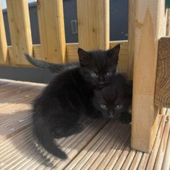 kittens