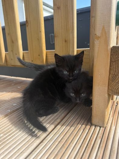 kittens