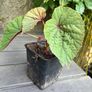 hardy begonia - begonia grandis claret jug Image 5