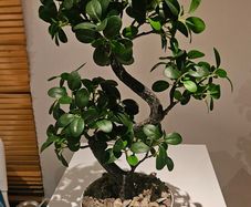 Artificial plants