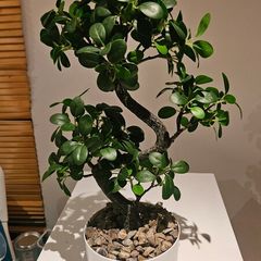 Artificial plants