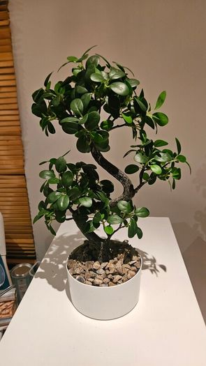 Artificial plants
