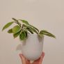10cm glazed ceramic plant pot Image 3