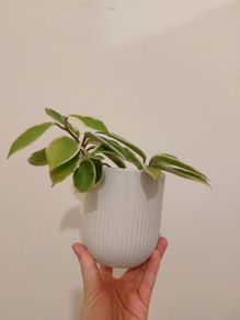 10cm glazed ceramic plant pot