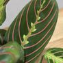 Maranta Leuconeura 'Fascinator Tricolor' (Pray Plant) in 12cm pot and 35cm in height Image 7