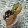 Caladium each 10 Euro Image 2