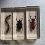 Insects BUGS in resin Image 9