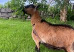 Pigmy goat