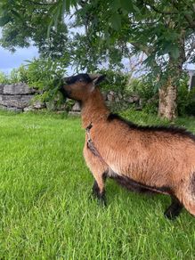 Pigmy goat