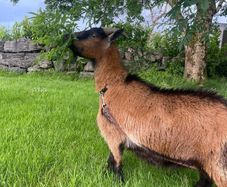Pigmy goat