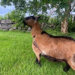 Pigmy goat