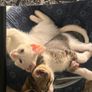 adopt Image 2
