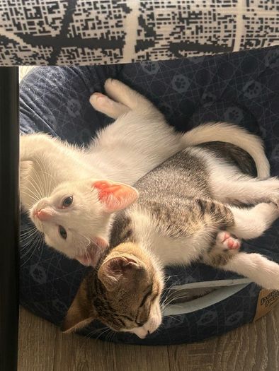 adopt