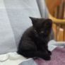 kittens Image 2