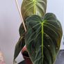 Philodendron Melano Plant Image 4